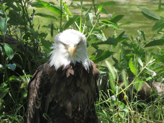 San Fransisco Zoo (60).JPG